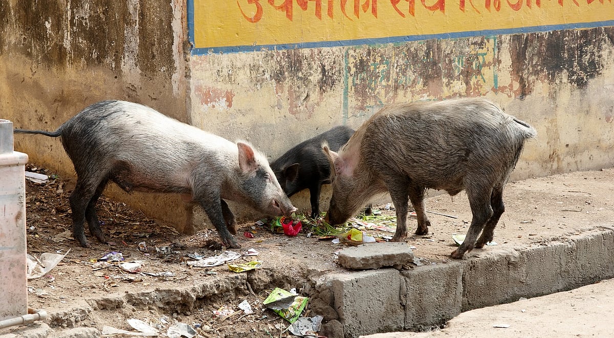The Dual Status of Pigs in Hinduism: Divine Symbolism and Social Stigma
