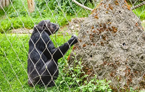 Chimpanzees know how to make and use tools; they also know how to choose the best materials for the job, finds study