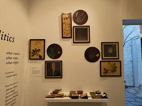 Pest politics: An artistic lens on the problems with human classification of nature