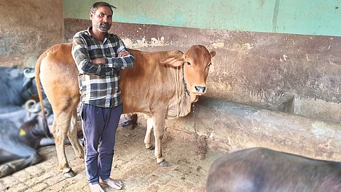 Ravindra Mawi of Matnoura village in Uttar Pradesh has used sexed semen to impregnate his cow, Lakshmi, increasing the chances of a female calf by 90 per cent.