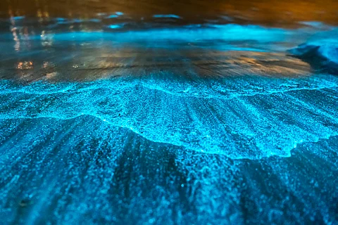 Behind the beauty of Kochi’s bioluminescent backwaters lies a looming crisis