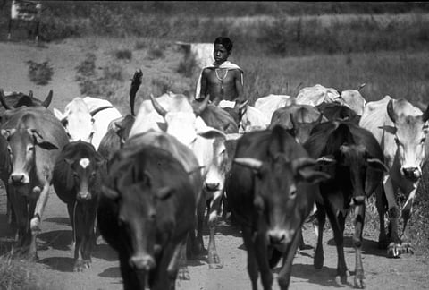 Guardians of the green: Life and legacy of Bastar Gonds