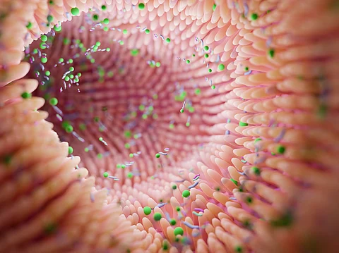 New study finds common gut microbes likely inactivates class of drugs that treat cancer, depression