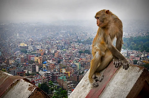 Kathmandu chokes as air pollution hits hazardous levels; forest fires blamed: Analysis
