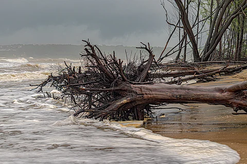 Half of global mangroves at risk, climate hazards must be part of conservation plans: Study