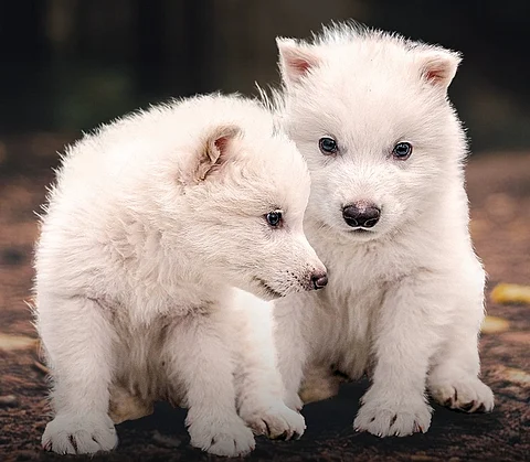 Three grey wolf pups, two male and one female, were born in October 2024