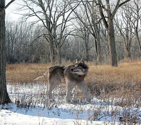 ‘Return’ of the dire wolf is an impressive feat of genetic engineering, not a reversal of extinction 