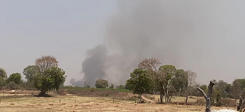 Heatwaves and summer moong cultivation aren’t going well in Madhya Pradesh’s Narmadapuram
