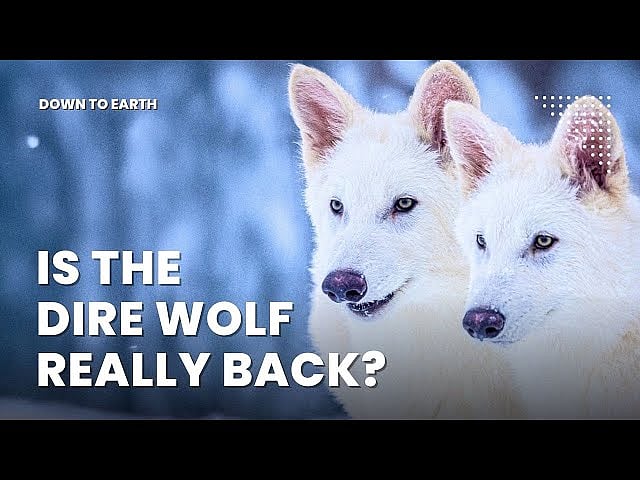 Science Breakthrough: Prehistoric Dire Wolf Revived by Colossal Biosciences