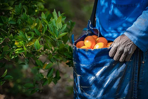 Trump’s tariff hikes and South Africa: hunt for new agricultural markets must begin now