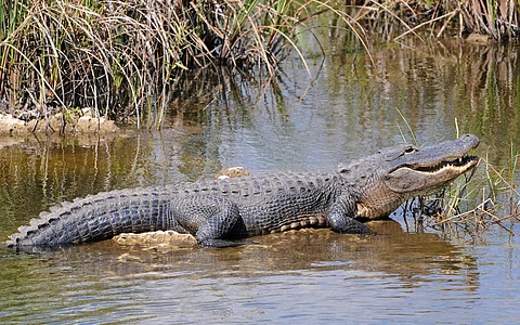 Most alligator attacks in the US caused by human actions, are preventable: Study