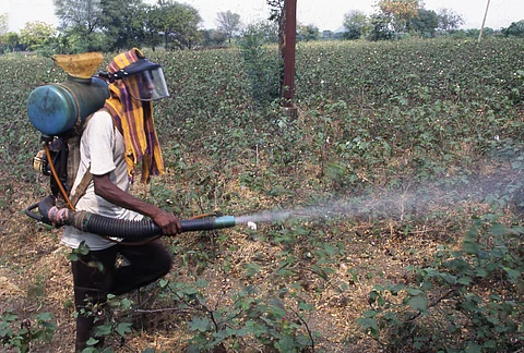 File photo showing a farmer spraying pesticide in a cotton farm in Warangal district Andhra Pradesh.