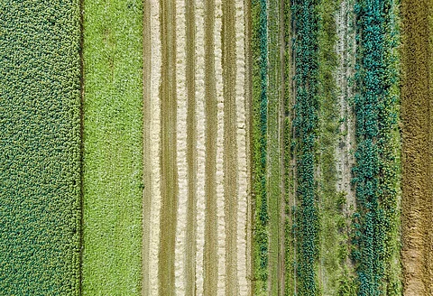 Earth Day 2025: Regenerative food systems are sustainable ways that can produce what we eat besides nurturing and protecting the planet