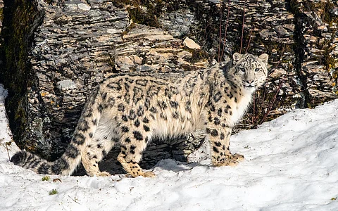 Nepal home to nearly 400 snow leopards, finds survey