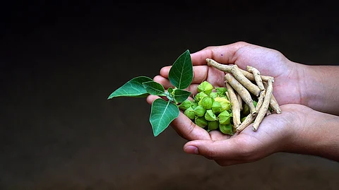 Ashwagandha: this ancient herb is trending for its potential health benefits — but also comes with risks