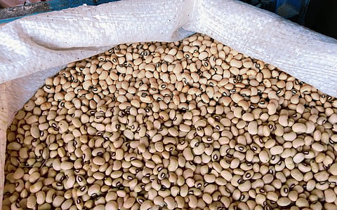 Ghana’s first genetically modified crop: why we created a new cowpea variety, how we tested it and what we found