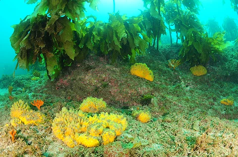 Reefs in the ‘middle’ light zone along NZ’s coast are biodiversity hotspots — many are home to protected species