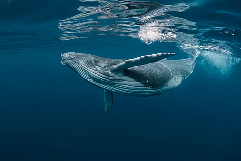 Why whale urine is so important to life in the sea