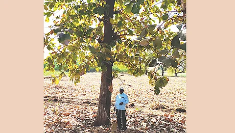 A farmer in Pune with a 30-year-old teak tree. With green felling of timber from government-owned forests prohibited, private plantations are relied upon to meet the demand for this prized timber,  