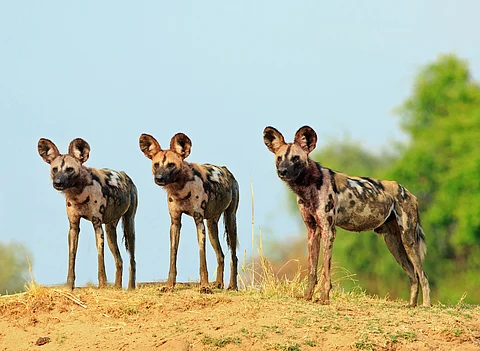 African wild dogs.