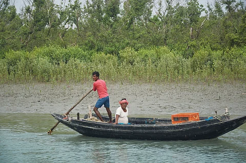Shrimp, salt and rice can help save mangroves, if they choose to