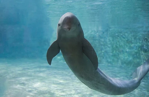 Scientists use classical poems to map decline of Yangtze finless porpoise from Tang Period to People’s Republic of China