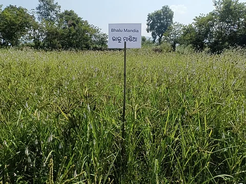 For decades, millets formed an integral part of the diet and livelihood of tribal communities in the region.