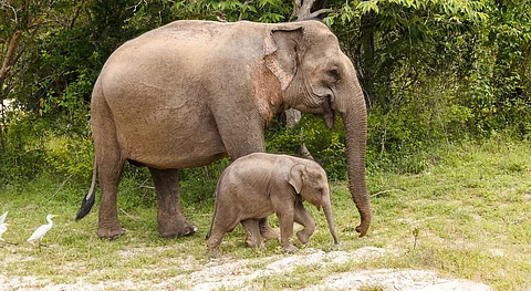 Loss of experienced elephants stops transfer of knowledge between pachyderm generations: Study