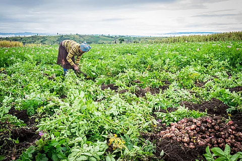 Investing in agriculture can help reduce poverty and inequality. 