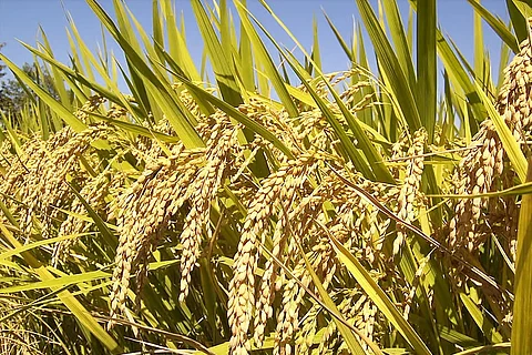 Experts express concern over government plans to reduce paddy area by 5 million hectares