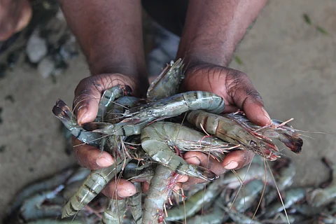 Commerce ministry prohibits use of several medically important antimicrobials in aquaculture sector