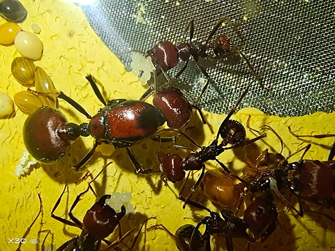 Kenya ant traffickers sentenced to 12 months in prison or $7,700 fine