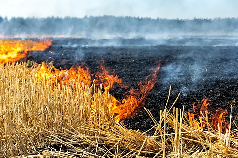 Policy response to stubble burning crisis is mostly centered around Delhi while Madhya Pradesh is the worst offender
