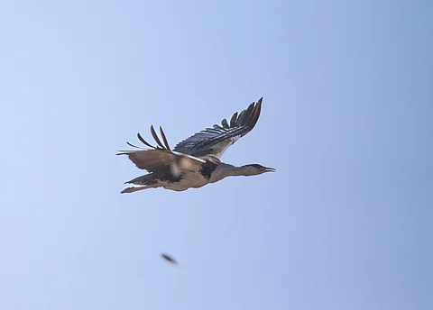 Amid gunfire and artillery shelling, the last remaining Great Indian Bustard shifted away from the border 