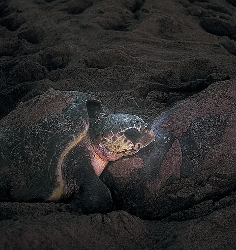 An Olive Ridley turtle 