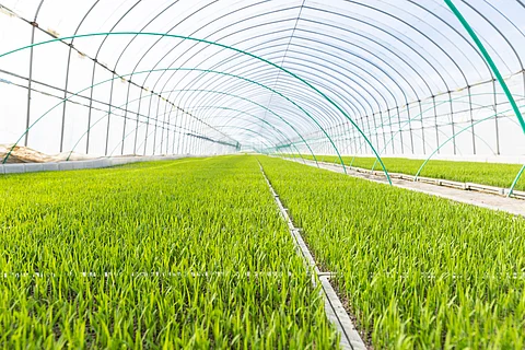 India should establish  independent biosafety institute to assess merits of farm products developed through modern biotechnology