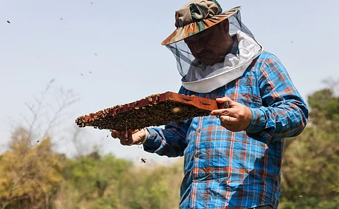 A beekeeper collecting honey at a temporary camp in Una district, Himachal Pradesh. Beekeepers travel throughout the year with honey boxes in search of pollen. 