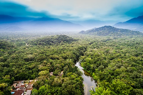 Africa has the highest rate of forest loss in the world – what the G20 can do about it
