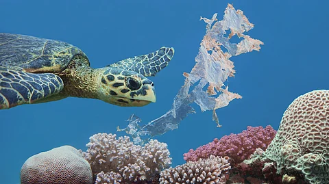 One green sea turtle can contain the equivalent of 10 ping pong balls in plastic
