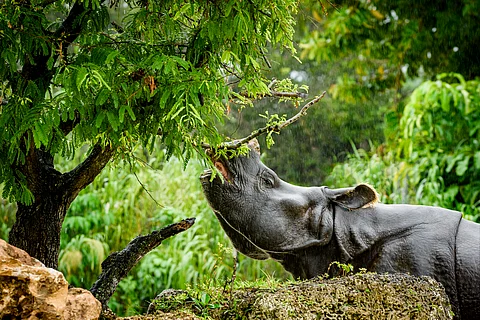 Dehorning rhinos tips the balance against poaching – new study

