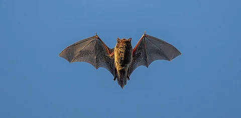 HKU5: This group of bat viruses is one mutation away from spilling over into humans and causing the next pandemic, finds study