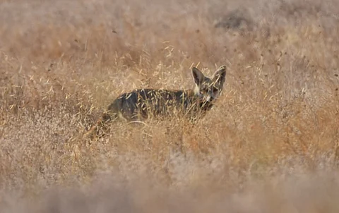 A Bengal fox