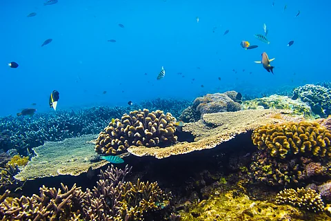 Coral reefs face an uncertain recovery from the 4th global mass bleaching event — can climate refuges help?