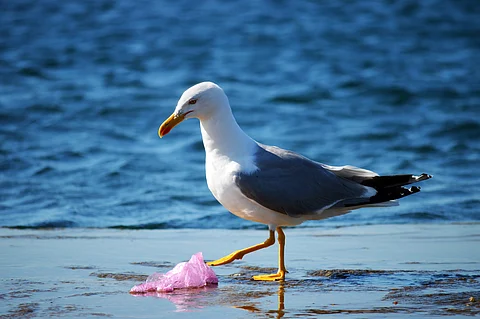 UNOC3: Close to 100 countries sign Nice wake-up call for ambitious plastics treaty