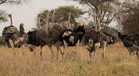 AviList: First-ever unified global checklist of bird species is now live