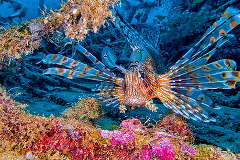 What was there for biodiversity in the latest GEF meeting?