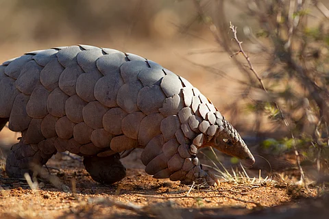 Why anti-trafficking measures alone won’t save Africa’s pangolins