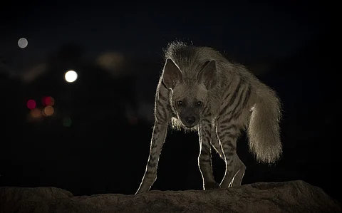 Continued presence of Striped Hyenas in Asansol and Durgapur a compelling symbol of resilience and fragility
