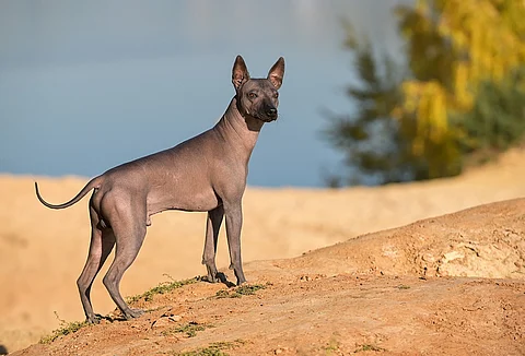 Crossing continents: Oxford study reveals how pre-Columbian dogs moved slowly across the Americas, alongside farming societies