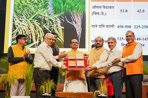 Agri scientists warn against “premature release” of gene-edited rice